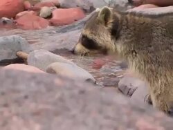 CU Raccoon (Procyon lotor) foraging for food by a river. /Utah, USA Stock Footage