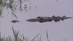 A crocodile lurks in a swamp. Stock Footage