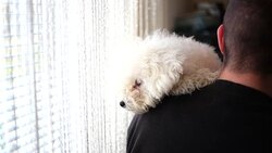 Man and his dog Stock Footage