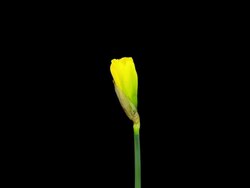 Yellow Narcissus; TIME LAPSE Stock Footage