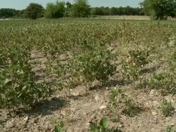 Drought hits the US midwest Stock Footage