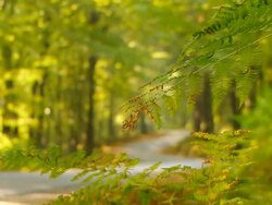 HD DOLLY: Winding Forest Road Stock Footage