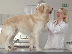 Friendly Veterinarian Stroking A Dog Stock Footage