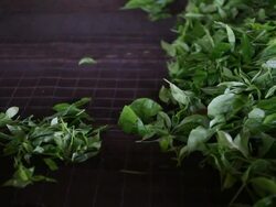 Ceylon tea factory Stock Footage