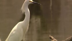 An egret stands in a marsh, looks around and grooms itself. Stock Footage