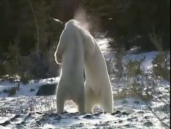 Polar bears (Ursus maritimus) play fighting, near Churchill, Manitoba, Canada Stock Footage