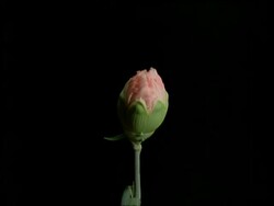T/L flower - CU bud opening to pink Carnation, black background Stock Footage
