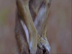 CU small baboon sitting on stump, Tanzania Stock Footage