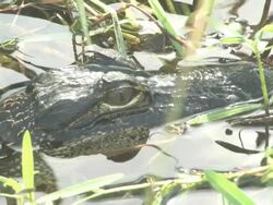 Young alligator A Stock Footage