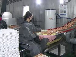 MS Workers sorting and cleaning eggs / Anseong, Gyeonggi-do, South Korea Stock Footage