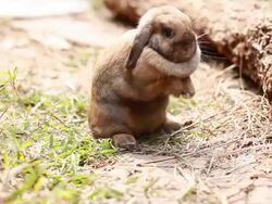 Rabbit in the grass field Stock Footage