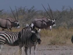 Panning long shot of Gemsbok walking across grassland, Zebra foregrounded Stock Footage