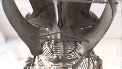 Blue Whale skeleton in Natural History Museum News Clip