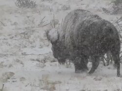 MS SLO MO Big Horn Sheep walking through Snowy Desert in snowing / Cody, Wyoming, United States Stock Footage