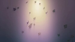 Butterfly background loop Stock Footage