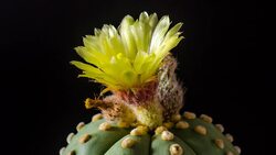 Cactus flower opening Stock Footage