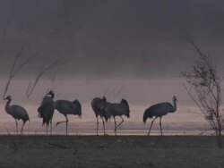 European Cranes (Grus grus) under hazy, pink sky, North East Extremadura in Dehesa. Stock Footage