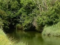 tranquil river flowing under trees Stock Footage