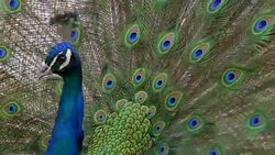 Peacock displaying colorful feathered tail Stock Footage