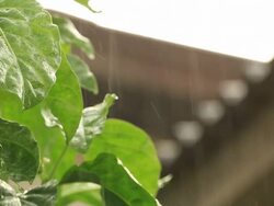 Raining Stock Footage