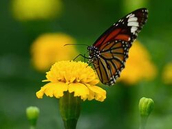 Monarch Butterfly Stock Footage