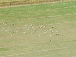 WS AERIAL ZI View of sheepÃ¢Â€Â™s / Melbourne, Victoria, Australia Stock Footage