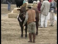 ARGENTINA: CONSUMERS REASSURED ARGENTINIAN BEEF IS DISEASE FREE News Clip