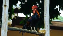 Rooster Stock Footage