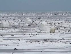 WS Shot of polar bear walking on frozen ocean / Arviat, Nunavut, Canada Stock Footage
