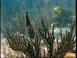 Squid camouflaged against coral; taking on same pattern Stock Footage