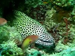 MS Moray Eel Stock Footage