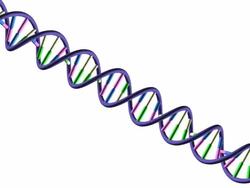 Telomere Part 1 - on white background Stock Footage