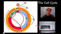 Mitosis Instructional Video