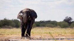 SLO MO African Elephant Drinking Water Stock Footage