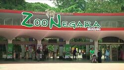 Malaysian PM welcomes pandas loaned by China to new homes News Clip