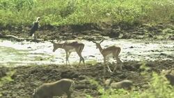 A small herd of gazelles walks along the bank of  a watering hole. Stock Footage