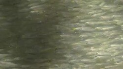 School of young fish Stock Footage