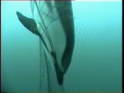 Dead dolphin tangled in driftnet. Stock Footage