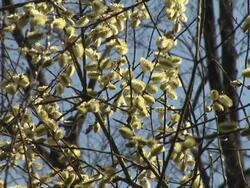 HD: Spring shrubs Stock Footage