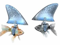 (Loop) Confrontation between two Goldfishes disguised as Sharks Stock Footage