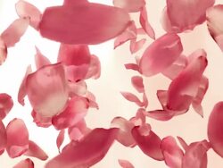 Red Rose Petals (Loopable) Stock Footage