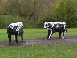 Cow Sculptures Vandalised in Milton Keynes News Clip