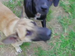 Dogs looking at the camera Stock Footage