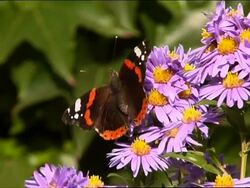 Butterfly sitting on a flower Stock Footage