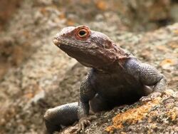 Southern Rock Agama Stock Footage