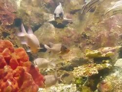 Box of fish Stock Footage