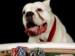 HD DOLLY: German Boxer Playing Poker Stock Footage