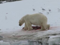 WS ZO View of Polar Bear and birds near flesh / Svalbard, Spitsbergen, Norway Stock Footage