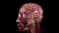 Areas of a brain light up with activity. Stock Footage