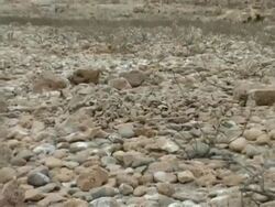 Bridled tern, Sterna anaethetus, camouflaged chick asleep on nest of stones, CU zoom out, Oman Stock Footage